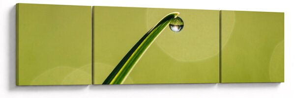 Obraz kropli wody na trawie (170x50 cm)