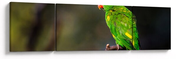 Obraz papugi na gałęzi (170x50 cm)