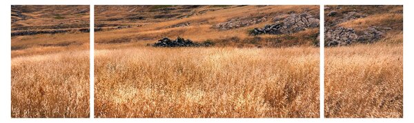 Obraz pola (170x50 cm)