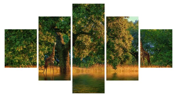 Obraz żyraf w naturze (125x70 cm)