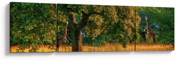 Obraz żyraf w naturze (170x50 cm)