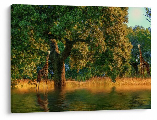 Obraz żyraf w naturze (70x50 cm)