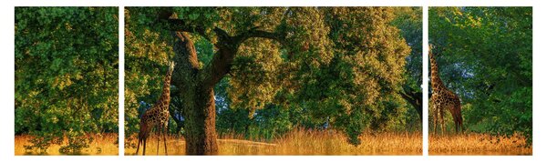 Obraz żyraf w naturze (170x50 cm)