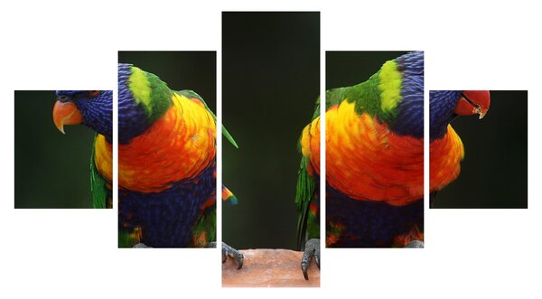 Obraz papug (125x70 cm)