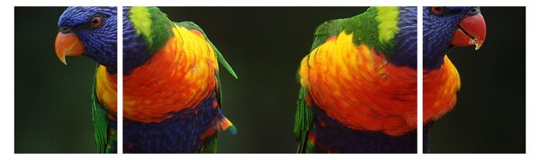 Obraz papug (170x50 cm)
