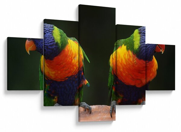 Obraz papug (125x70 cm)