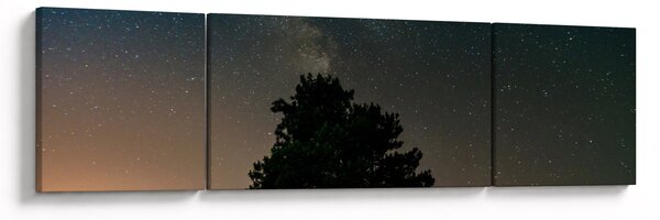 Obraz nocnego nieba z drzewami (170x50 cm)