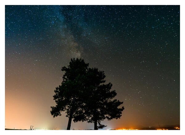 Obraz nocnego nieba z drzewami (70x50 cm)
