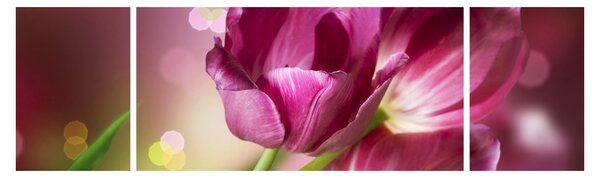 Obraz różowych tulipanów (170x50 cm)
