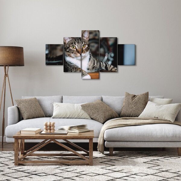 Obraz kota (125x70 cm)