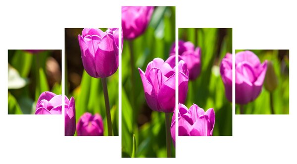 Obraz tulipanów na łące (125x70 cm)