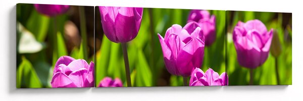 Obraz tulipanów na łące (170x50 cm)