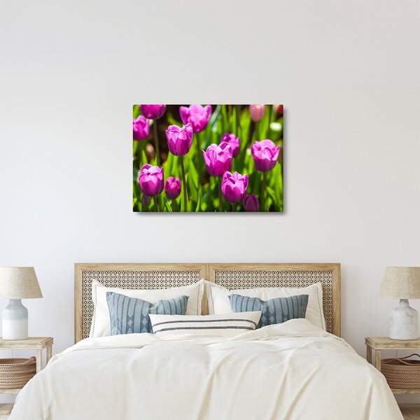Obraz tulipanów na łące (70x50 cm)