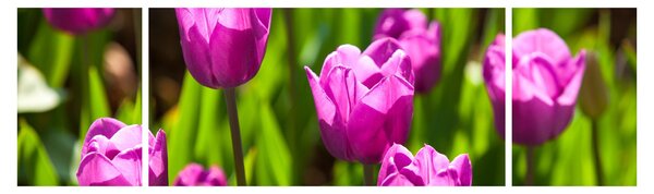 Obraz tulipanów na łące (170x50 cm)
