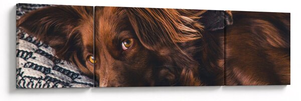 Obraz leżących psów (170x50 cm)