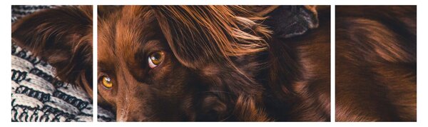 Obraz leżących psów (170x50 cm)