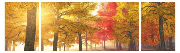 Obraz jesiennych drzew (170x50 cm)