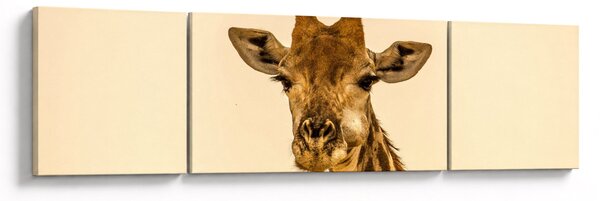 Obraz żyrafy (170x50 cm)