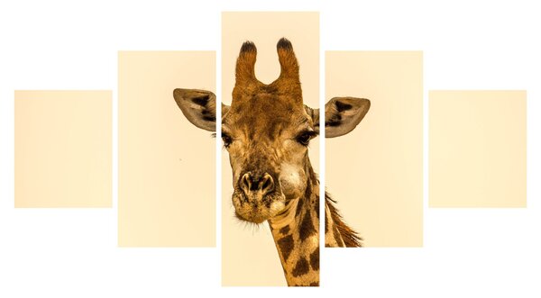Obraz żyrafy (125x70 cm)