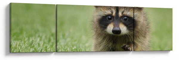 Obraz szopa pracza (170x50 cm)