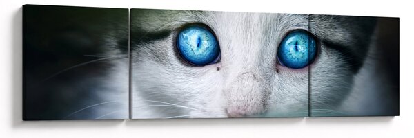 Obraz kota (170x50 cm)