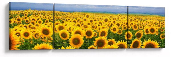 Obraz pola słoneczników (170x50 cm)
