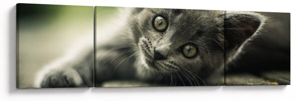 Obraz kotka (170x50 cm)