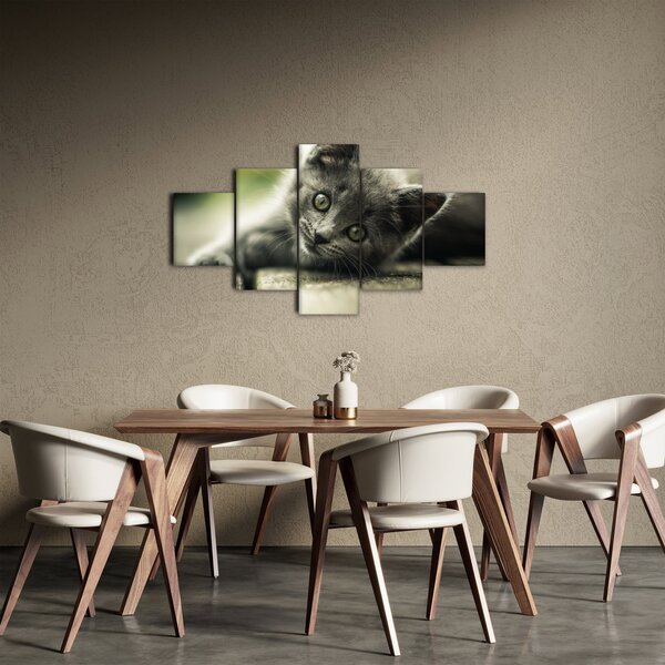Obraz kotka (125x70 cm)