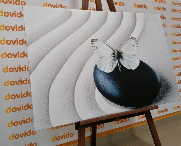 Obraz biały motyl na czarnym kamieniu