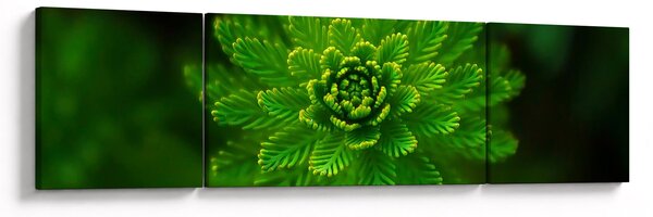 Obraz drzewa iglastego (170x50 cm)