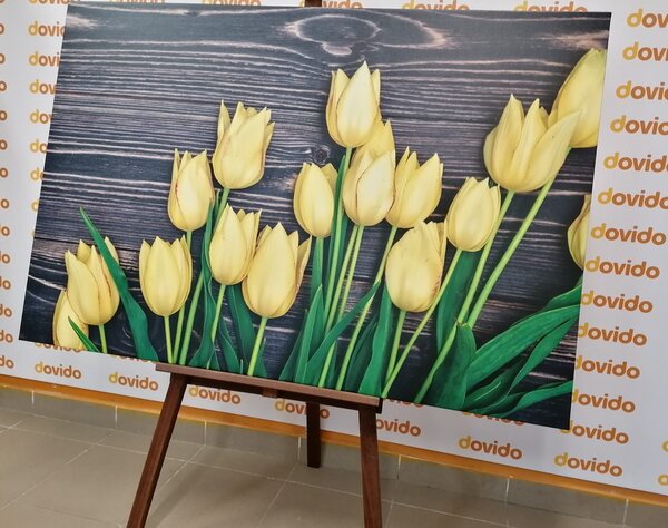 Obraz urocze żółte tulipany na drewnianym tle