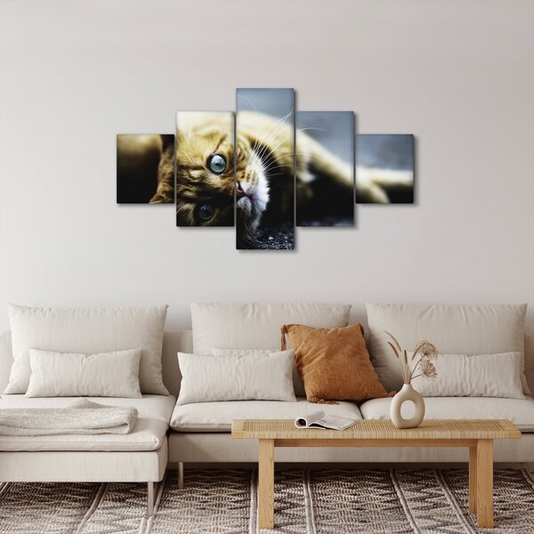 Obraz kota (125x70 cm)