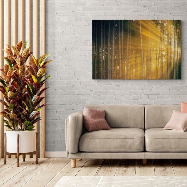 Obraz słońce za drzewami