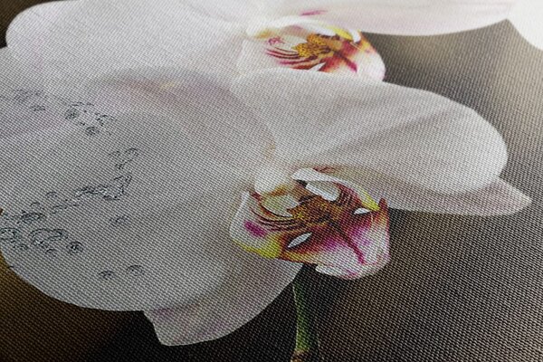 Obraz orchidea i motyl