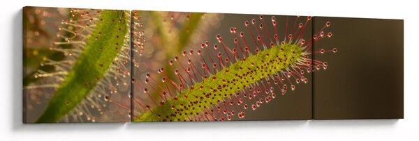 Obraz rośliny (170x50 cm)