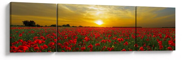 Obraz pola maków (170x50 cm)
