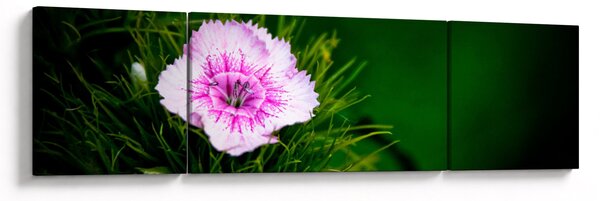 Obraz kwiatu róży (170x50 cm)