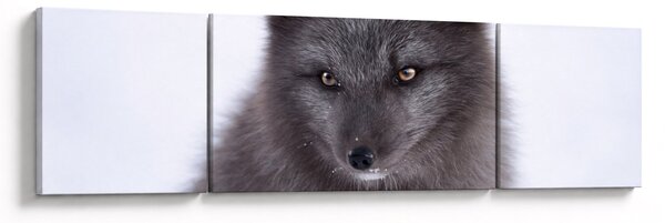 Obraz lisa śnieżnego (170x50 cm)