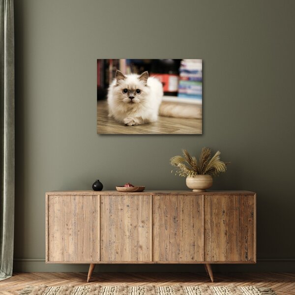 Obraz białego kota (70x50 cm)