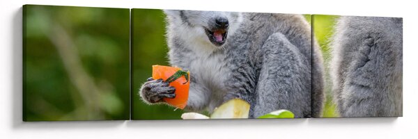 Obraz lemura (170x50 cm)