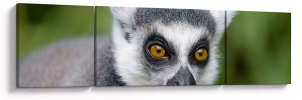 Obraz lemura (170x50 cm)