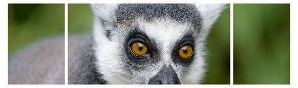Obraz lemura (170x50 cm)