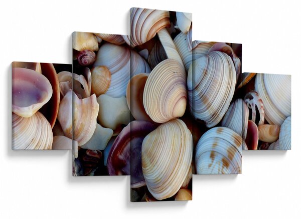 Obraz muszelek (125x70 cm)