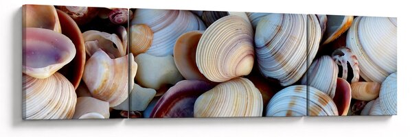Obraz muszelek (170x50 cm)