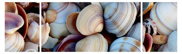Obraz muszelek (170x50 cm)