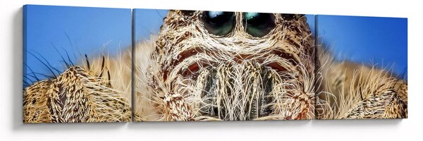 Obraz szczegółu pająka (170x50 cm)