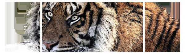 Obraz tygrysa (170x50 cm)
