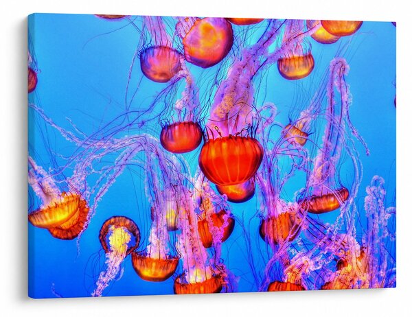Obraz meduz w morzu (70x50 cm)