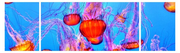 Obraz meduz w morzu (170x50 cm)