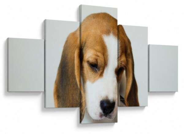 Obraz Beagle (125x70 cm)